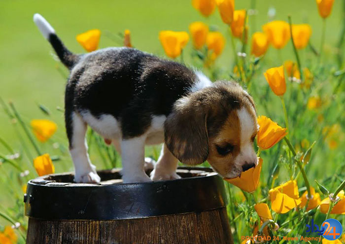 آیا حیوانات هم نسبت به بوی گل احساس دارند