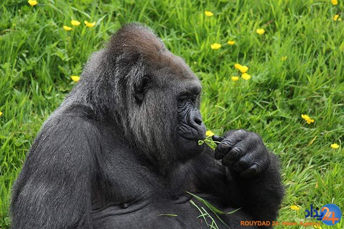 آیا حیوانات هم نسبت به بوی گل احساس دارند