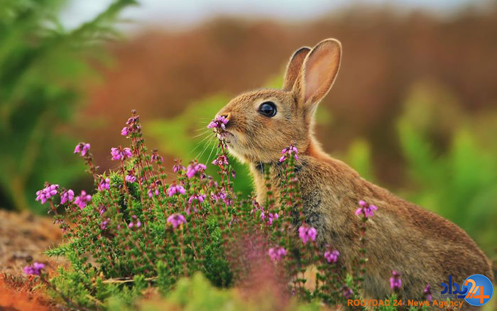 آیا حیوانات هم نسبت به بوی گل احساس دارند