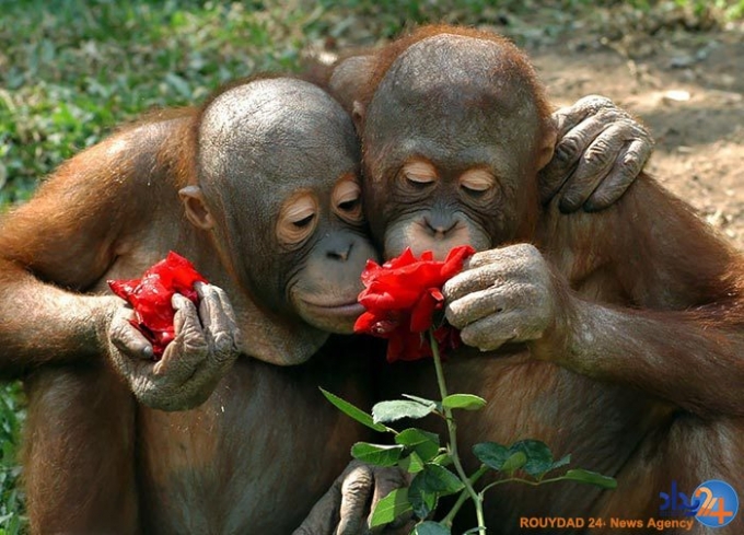 آیا حیوانات هم نسبت به بوی گل احساس دارند