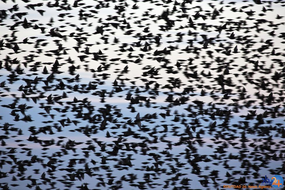 نقاشی سارها در آسمان