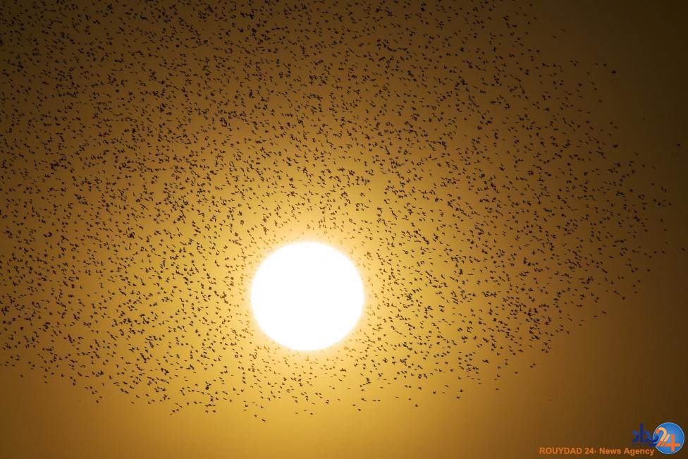 نقاشی سارها در آسمان