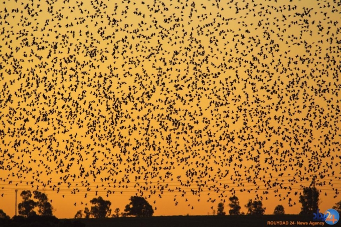 نقاشی سارها در آسمان