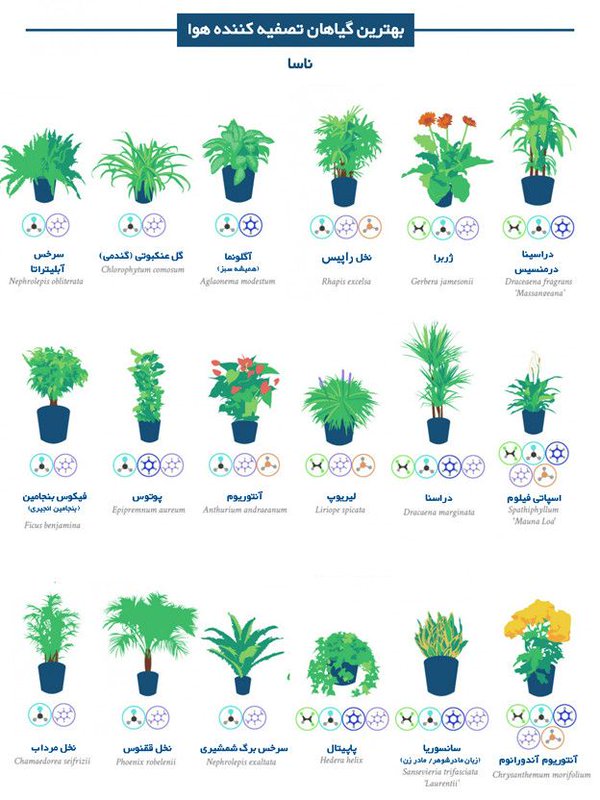 بهترین گیاهان برای تصفیه هوای خانه و اداره از نگاه ناسا (تصویر) بهترین گیاهان برای تصفیه هوای خانه و اداره از نگاه ناسا (تصویر)