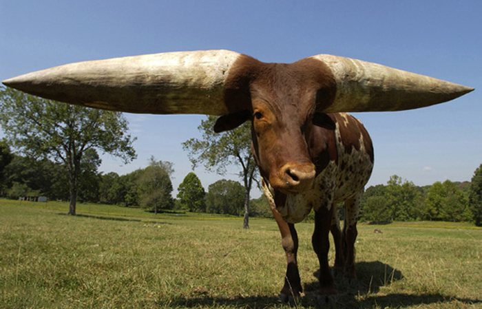عجیب ترین رکوردداران گینس (تصاویر)