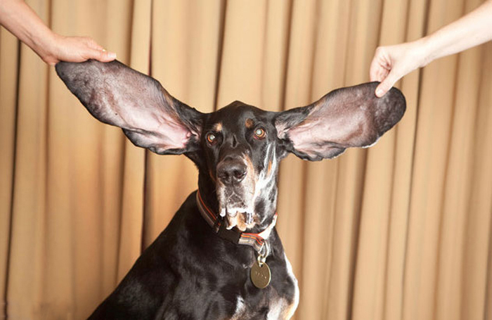 عجیب ترین رکوردداران گینس (تصاویر)