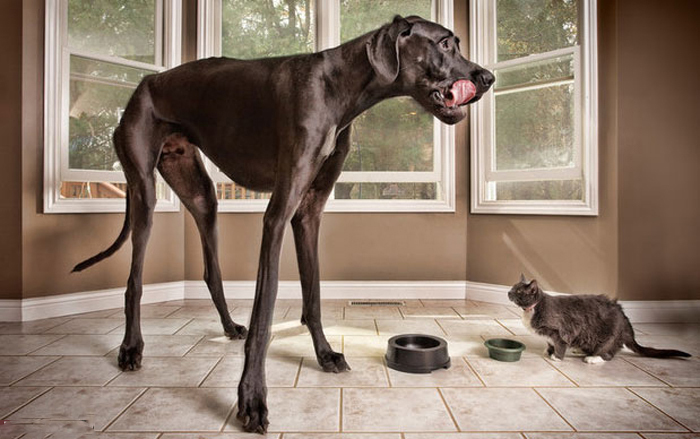 عجیب ترین رکوردداران گینس (تصاویر)