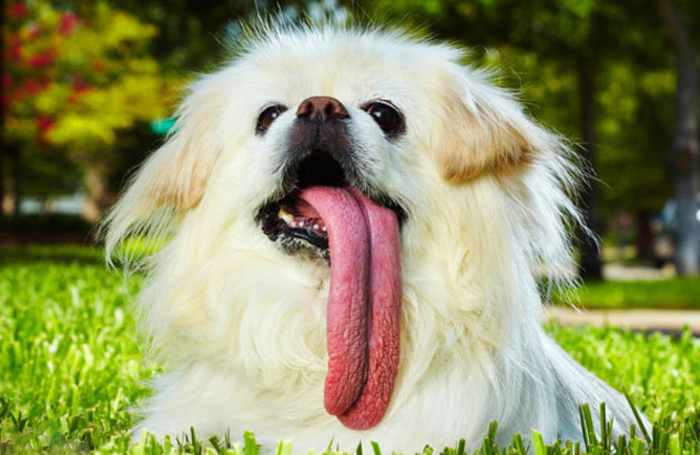 عجیب ترین رکوردداران گینس (تصاویر)