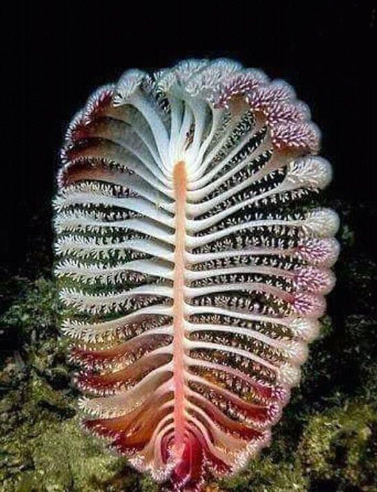 شگفت انگیزترین گیاه دریایی (تصویر)