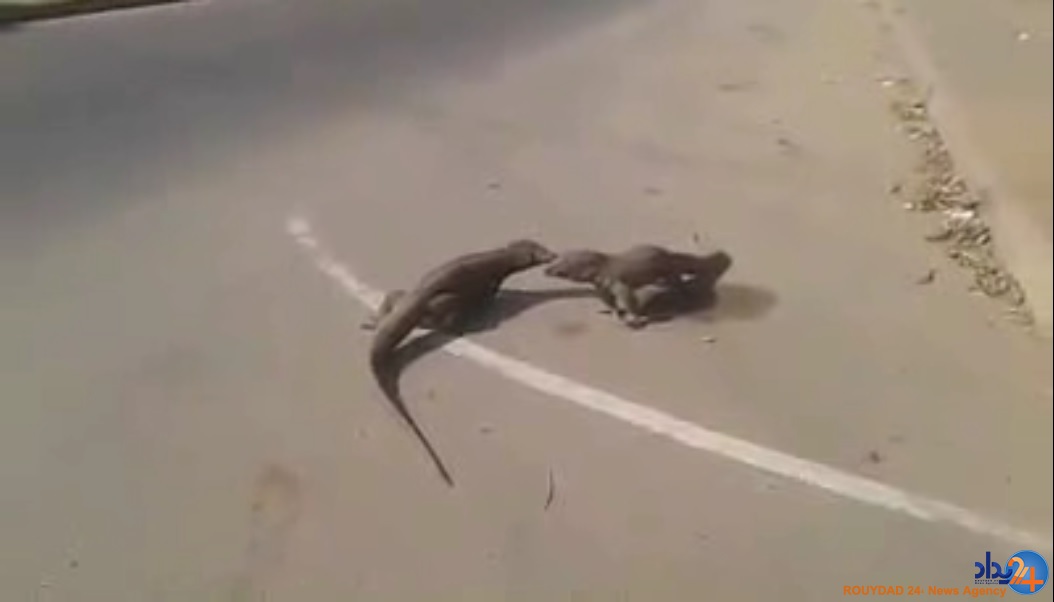 جنگ خیابانی دو ایگوانا