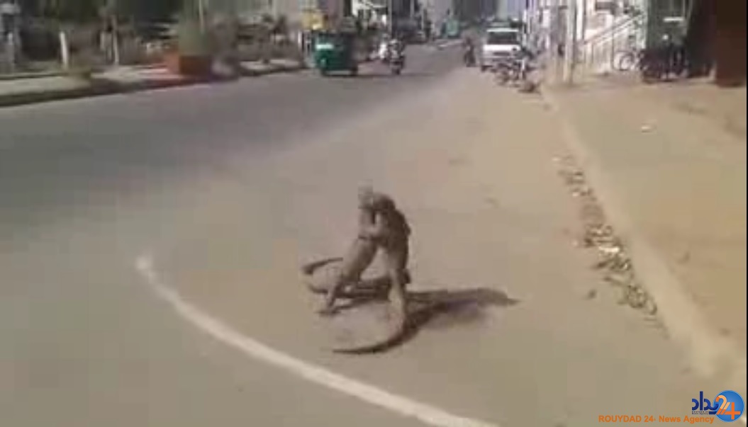 جنگ خیابانی دو ایگوانا