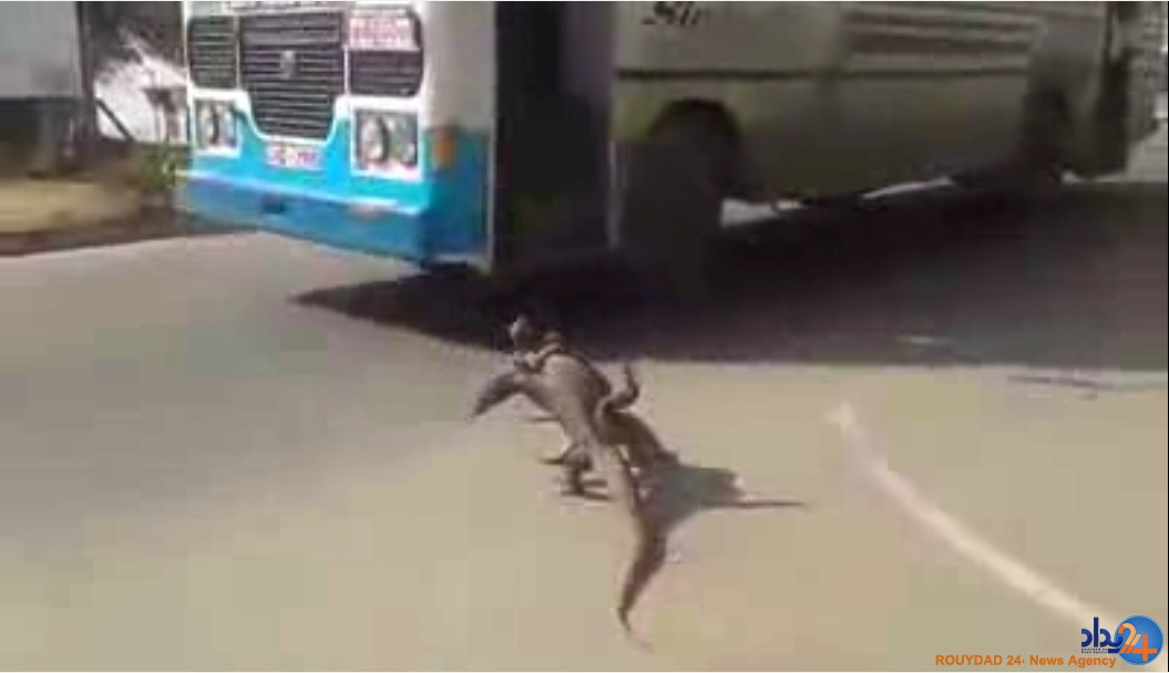 جنگ خیابانی دو ایگوانا