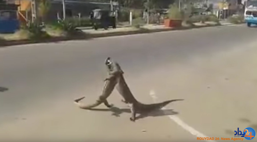 جنگ خیابانی دو ایگوانا