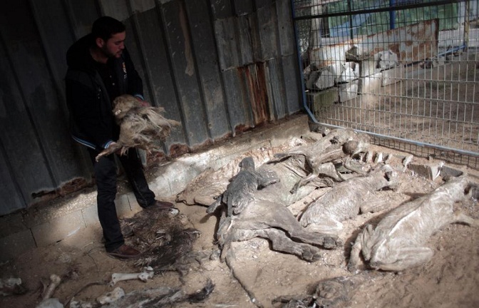 گرسنگی حیوانات باغ وحش غزه (عکس)