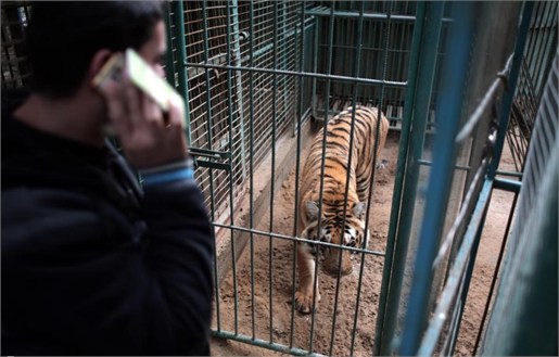 گرسنگی حیوانات باغ وحش غزه (عکس)