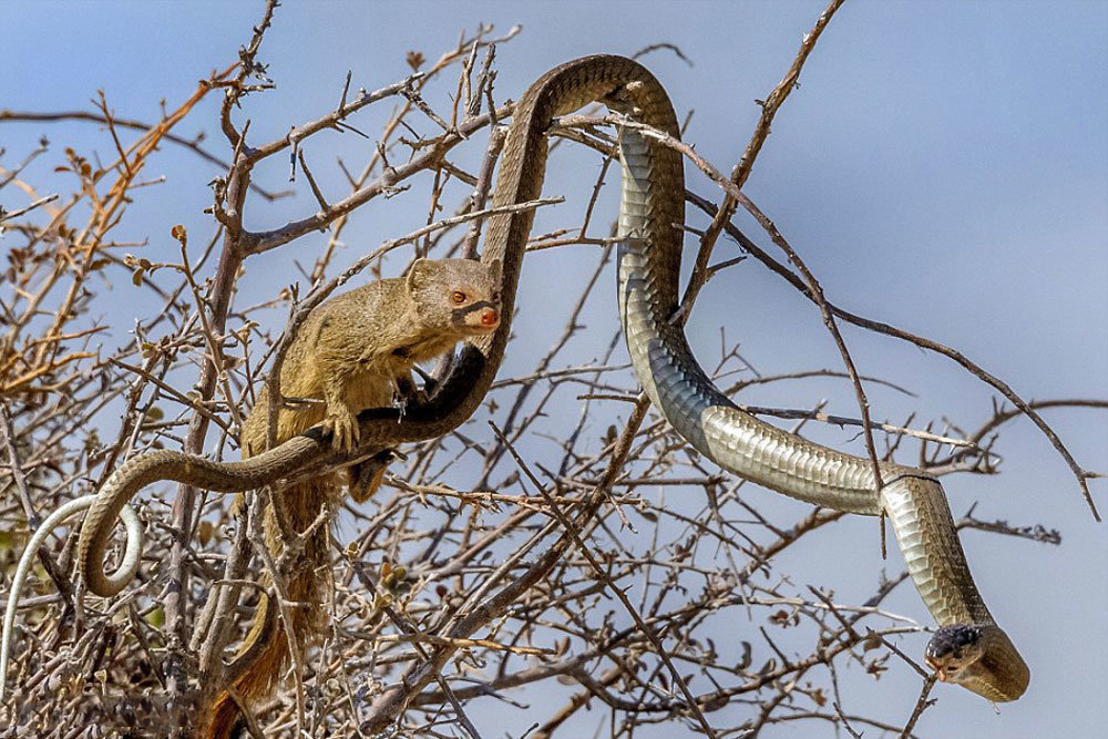 شکار مار به دست موش صحرایی