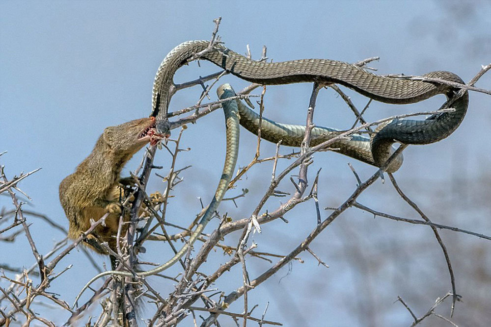 شکار مار به دست موش صحرایی