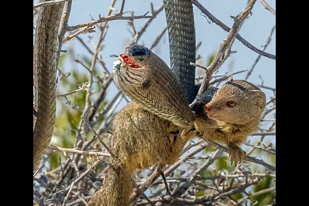 شکار مار به دست موش صحرایی