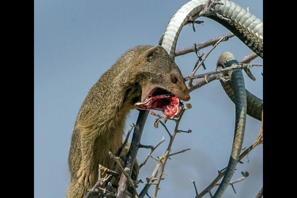 شکار مار به دست موش صحرایی