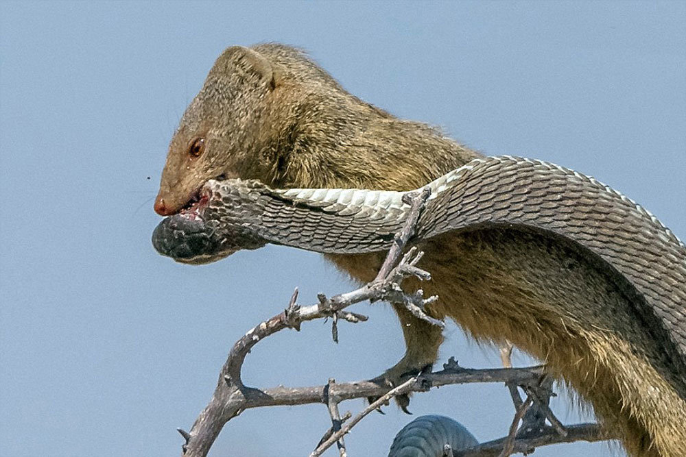 شکار مار به دست موش صحرایی