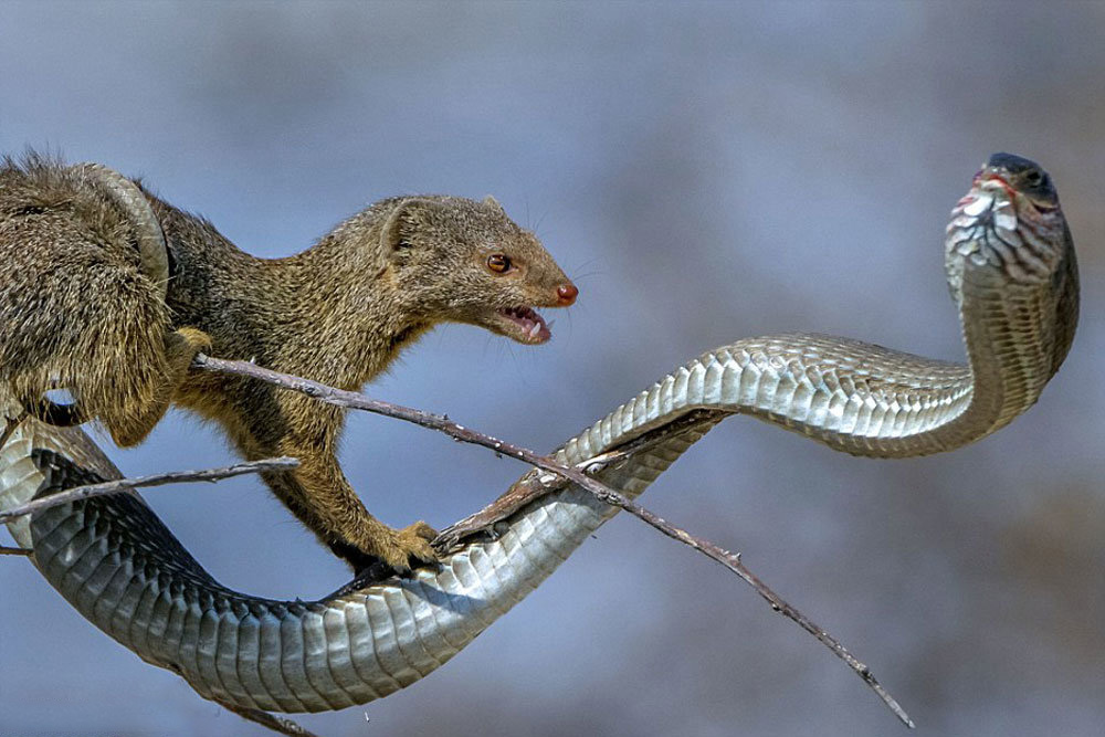 شکار مار به دست موش صحرایی