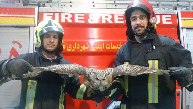 زنده گیری یک جغد شاخدار توسط آتش نشانان در مشهد (عکس) زنده گیری یک جغد شاخدار توسط آتش نشانان در مشهد (عکس)