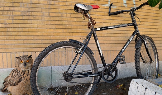 زنده گیری یک جغد شاخدار توسط آتش نشانان در مشهد (عکس) زنده گیری یک جغد شاخدار توسط آتش نشانان در مشهد (عکس)