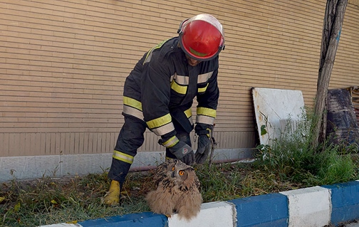 زنده گیری یک جغد شاخدار توسط آتش نشانان در مشهد (عکس) زنده گیری یک جغد شاخدار توسط آتش نشانان در مشهد (عکس)