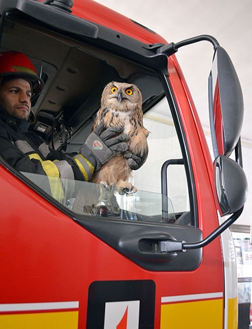 زنده گیری یک جغد شاخدار توسط آتش نشانان در مشهد (عکس) زنده گیری یک جغد شاخدار توسط آتش نشانان در مشهد (عکس)