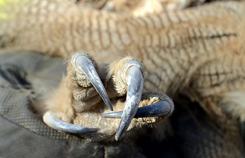 زنده گیری یک جغد شاخدار توسط آتش نشانان در مشهد (عکس) زنده گیری یک جغد شاخدار توسط آتش نشانان در مشهد (عکس)