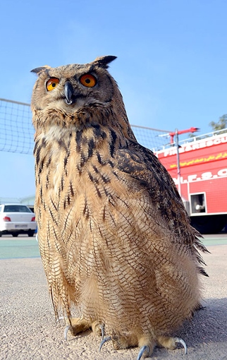 زنده گیری یک جغد شاخدار توسط آتش نشانان در مشهد (عکس) زنده گیری یک جغد شاخدار توسط آتش نشانان در مشهد (عکس)