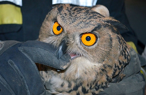 زنده گیری یک جغد شاخدار توسط آتش نشانان در مشهد (عکس) زنده گیری یک جغد شاخدار توسط آتش نشانان در مشهد (عکس)