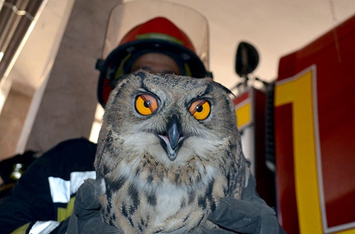 زنده گیری یک جغد شاخدار توسط آتش نشانان در مشهد (عکس) زنده گیری یک جغد شاخدار توسط آتش نشانان در مشهد (عکس)