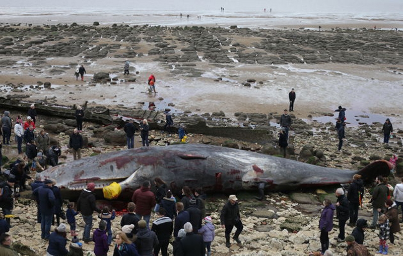 معمای لاشه 5 نهنگ غول پیکر (تصاویر)