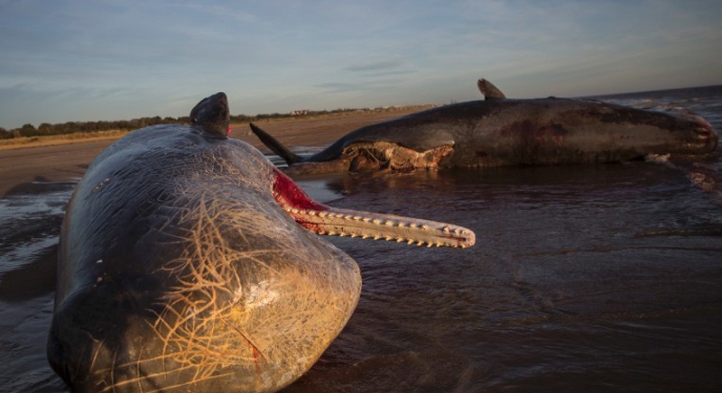 معمای لاشه 5 نهنگ غول پیکر (تصاویر)