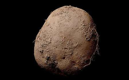 تصویرسیب زمینی که یک میلیون یورو فروش رفت تصویرسیب زمینی که یک میلیون یورو فروش رفت