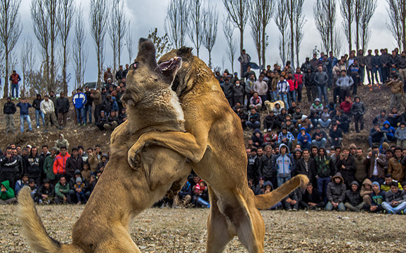 جنونی به‌ نام حیوان‌آزاری