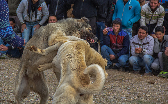 جنونی به‌ نام حیوان‌آزاری