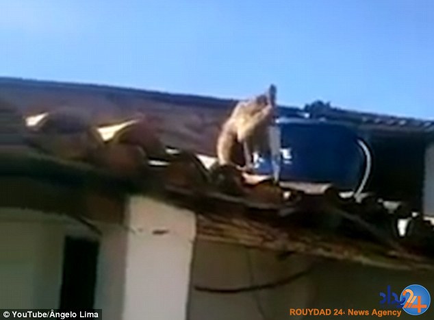 تیغ در دست میمون مست تیغ در دست میمون مست