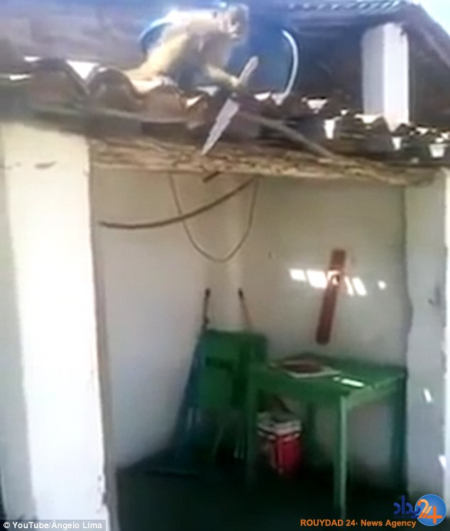 تیغ در دست میمون مست تیغ در دست میمون مست