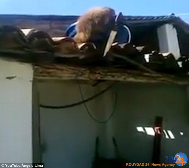 تیغ در دست میمون مست تیغ در دست میمون مست