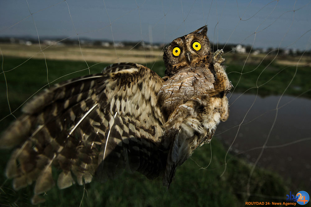 برندگان مسابقه عکاسی سونی‎