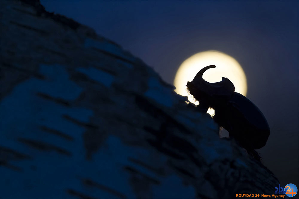 برندگان مسابقه عکاسی سونی‎