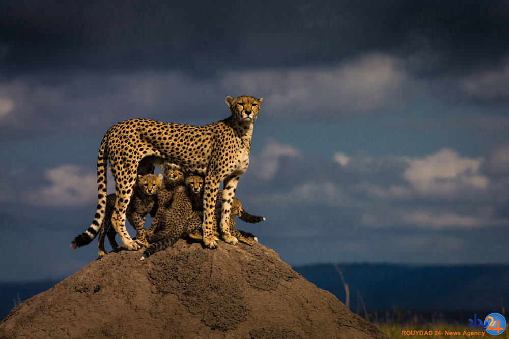 برندگان مسابقه عکاسی سونی‎
