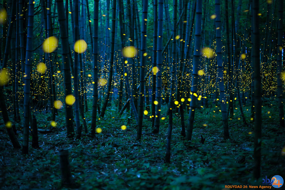 برندگان مسابقه عکاسی سونی‎