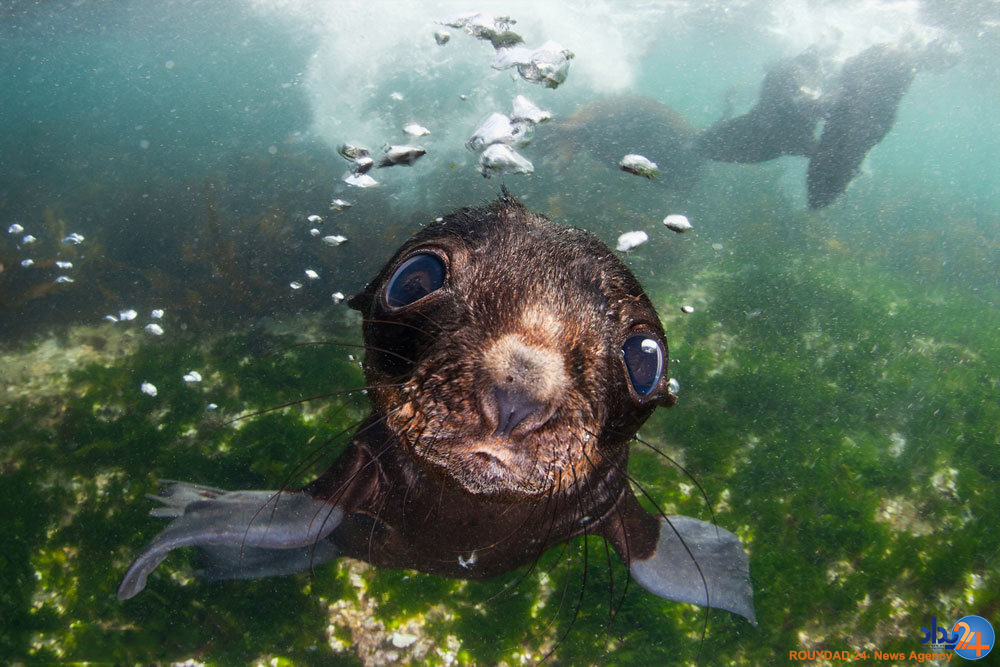برندگان مسابقه عکاسی سونی‎