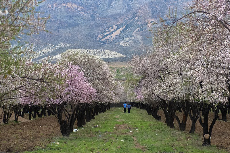 شکوفه های بهاری