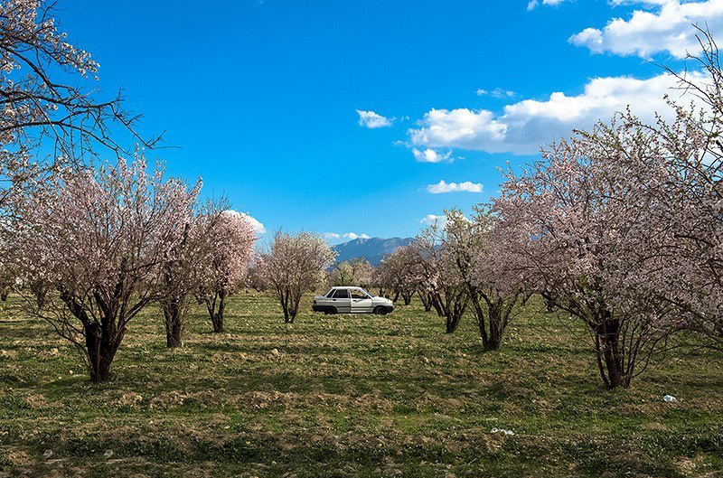 شکوفه های بهاری