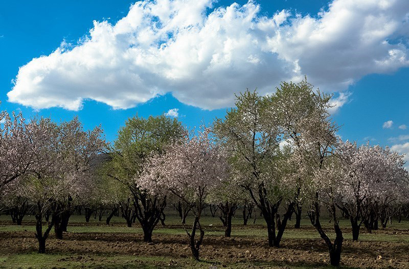 شکوفه های بهاری