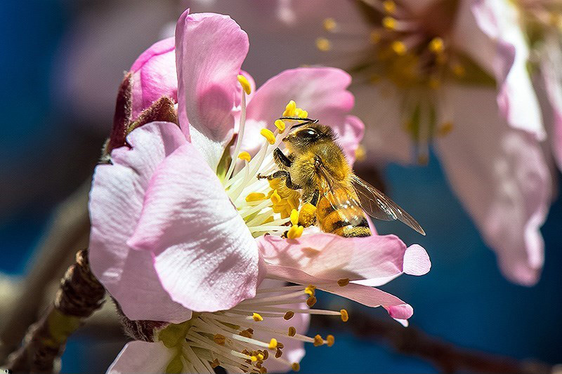 شکوفه های بهاری